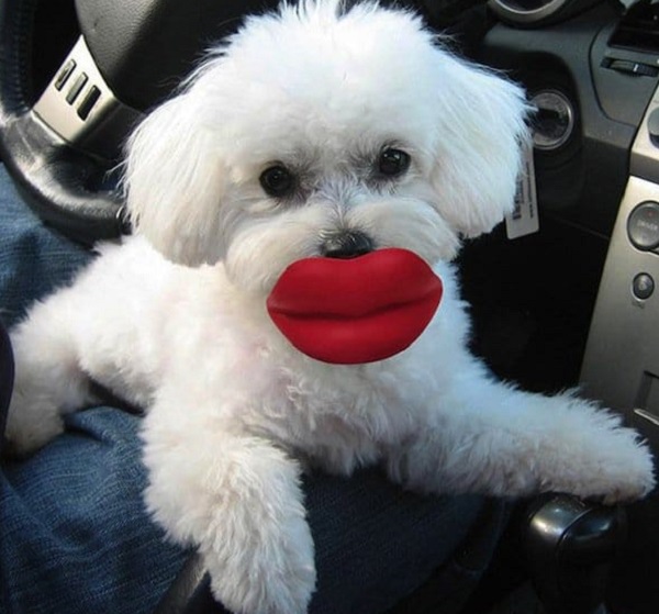 The Gift of Pet Ownership: 10 Tips for Giving a Dog