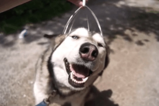 The Gift of Pet Ownership: 10 Tips for Giving a Dog