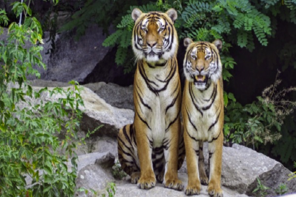Some practical tips for breeding wild animals
