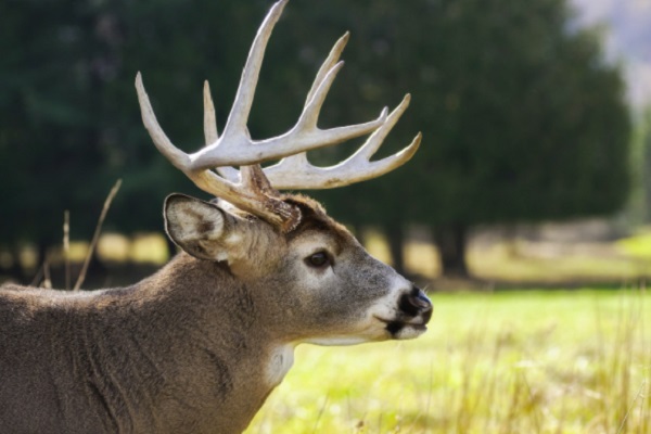 Some practical tips for breeding wild animals