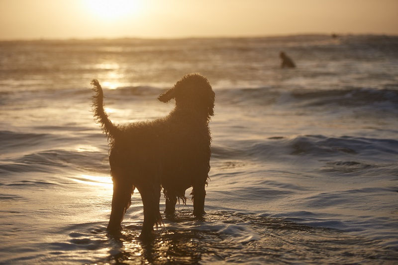Silhouette of a dog watching a surfer in the sea, Devon, England, UK