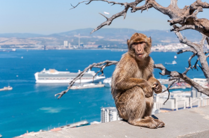 Barbary macaque in Gibraltar