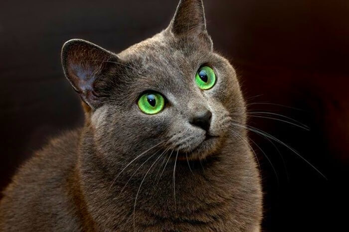 Photos of the Russian Blue breed 