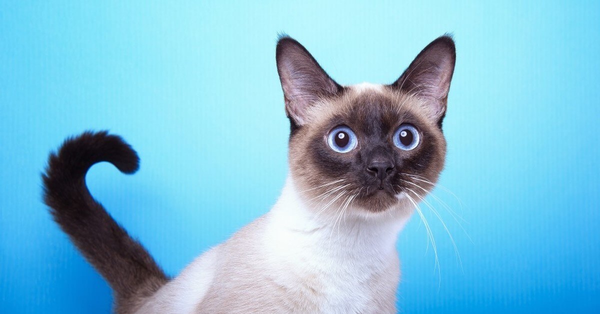 Siamese cat