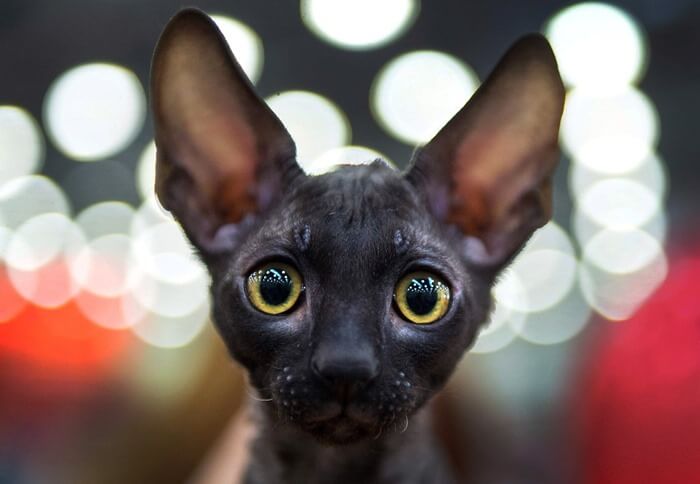 Cornish Rex, a cat of extraordinary beauty