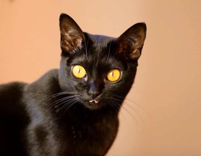 Bombay cat