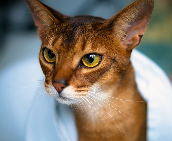 The Abyssinian cat is one of the most beautiful in the world.