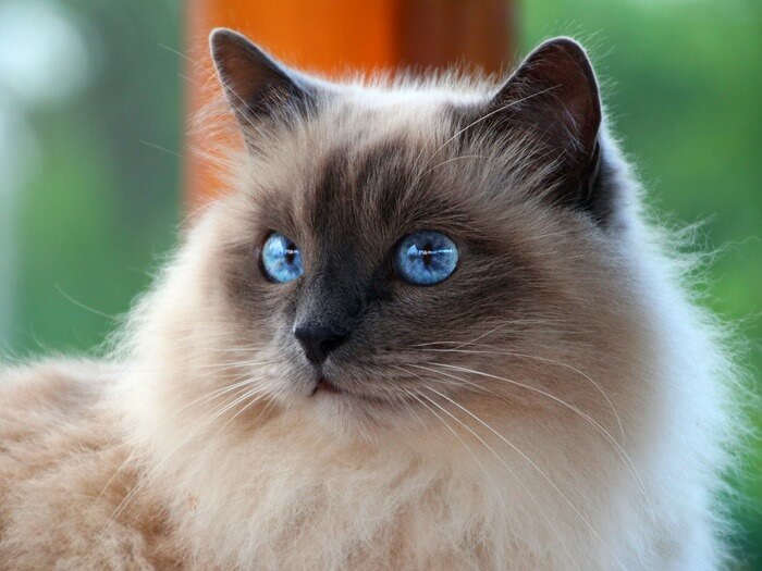 Burmese cat