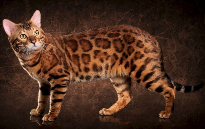 Bengal cat, beautiful photo