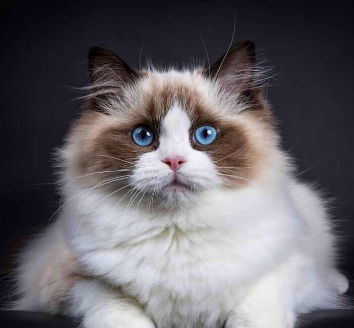 Beautiful Ragdoll