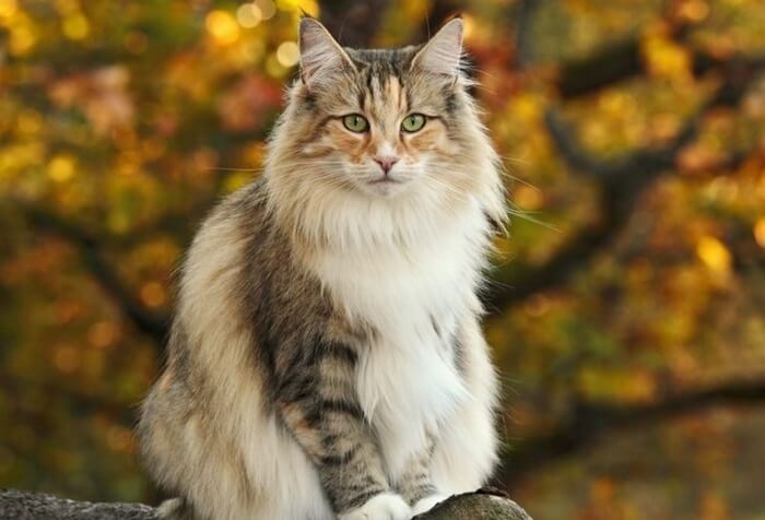 Photo of the Norwegian Forest Cat breed