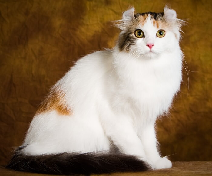 American Curl photo