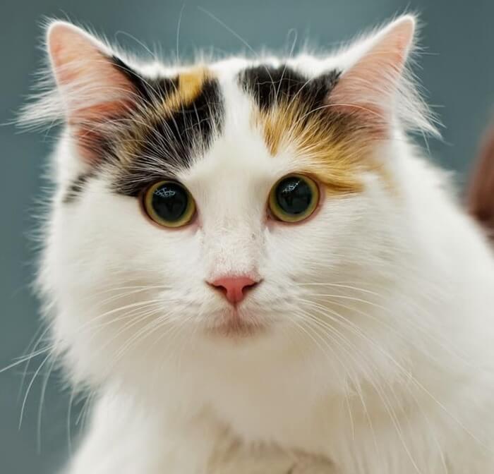 Turkish van photo