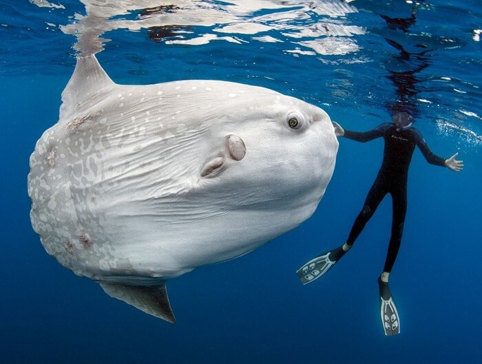 Giant sunfish 