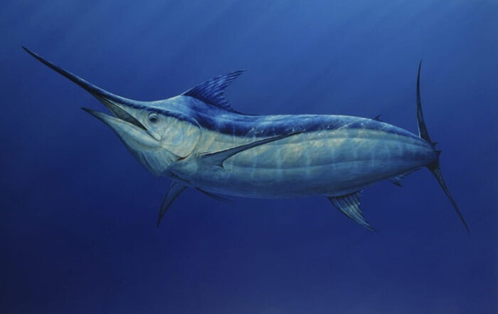 Atlantic blue marlin 