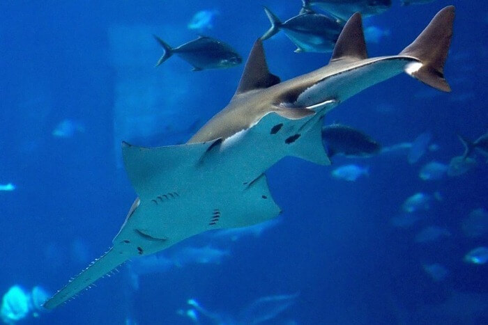 Sawfish 