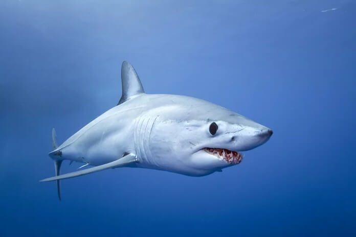 Mako shark 