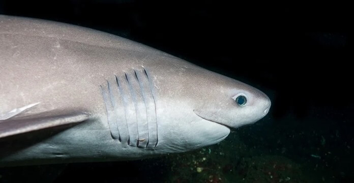 Sixgill shark 