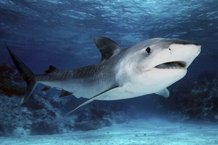 Tiger shark 