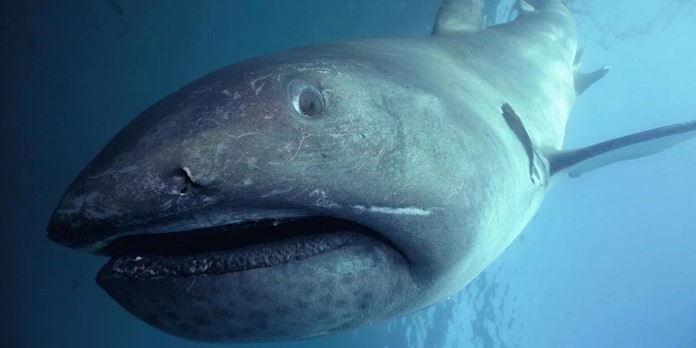 Megamouth shark 