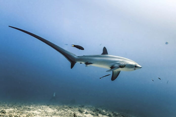 Thresher shark 