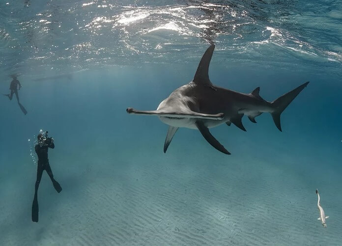 Great hammerhead shark 