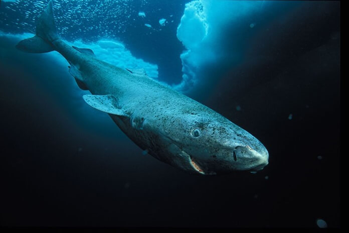 Greenland shark 