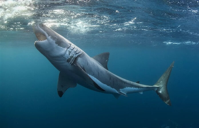 Great white shark 