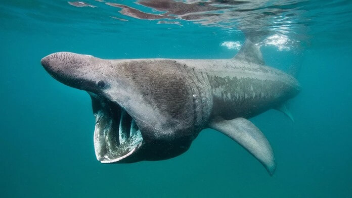 Basking shark 