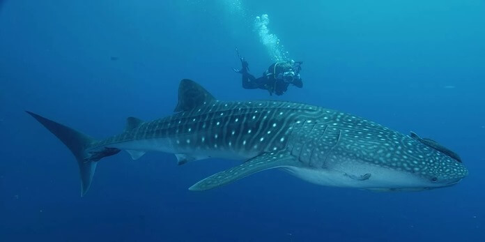 Great whale shark 
