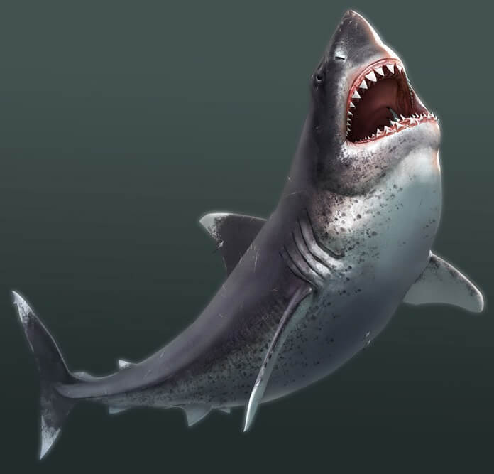 What did megalodon look like?
