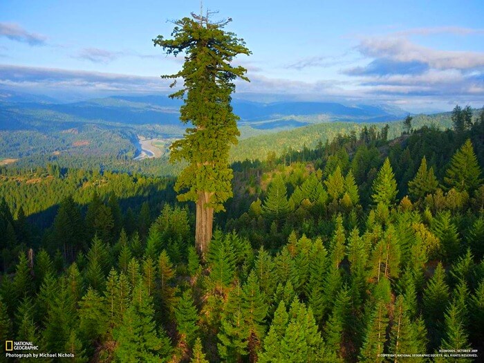 Mendocino Tree Among Top 10 Largest Trees