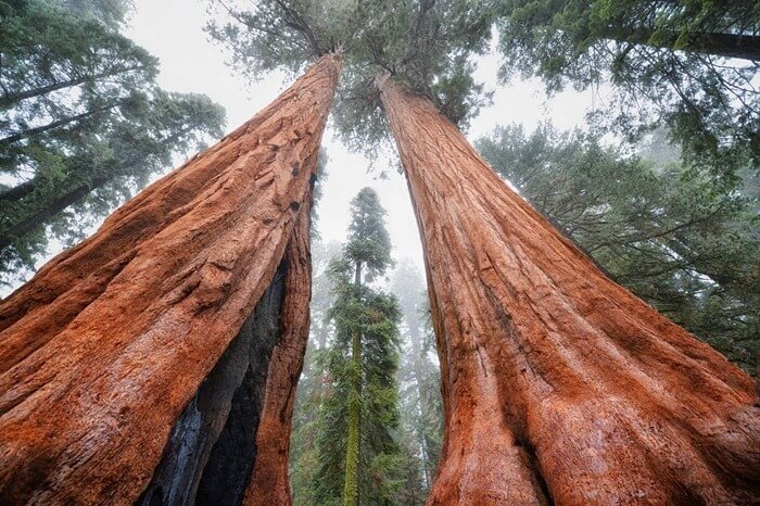 Tree National Geographic Society 