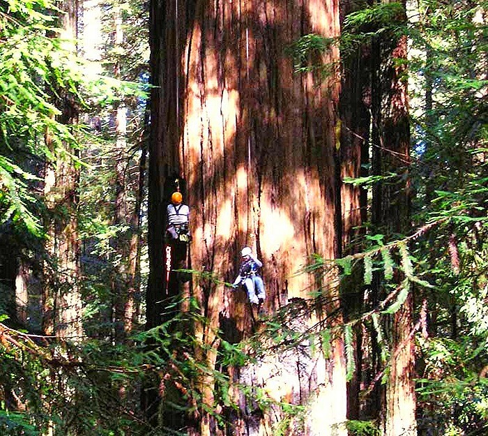 Sequoia Helios