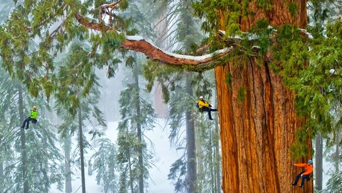 Hyperion is the tallest tree in the world.