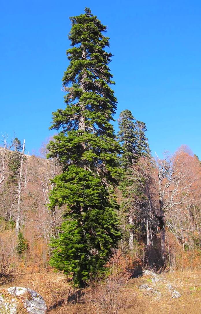 Nordmann fir 