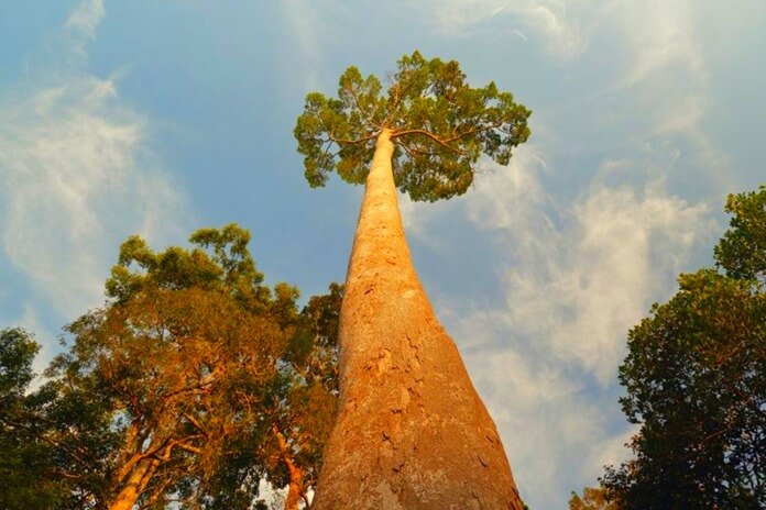 Menara tree«