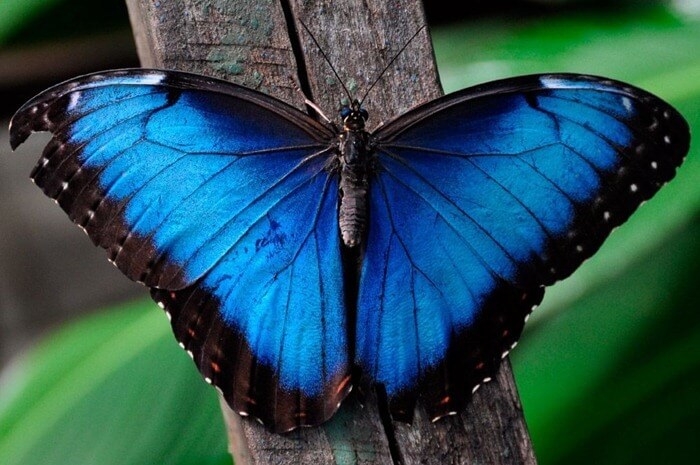blue morpho Menelaus blue morpho Menelaus