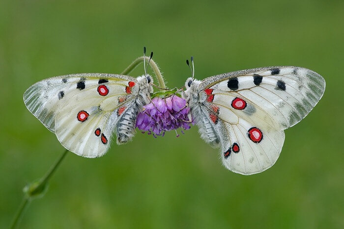 Parnassius Apollo Parnassius Apollo
