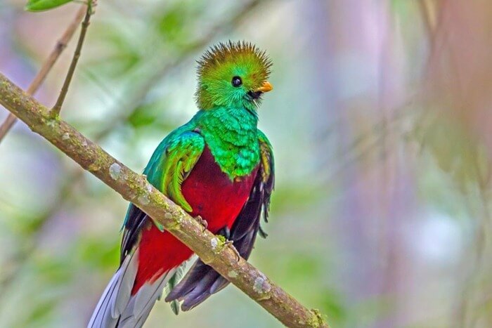 Quetzal