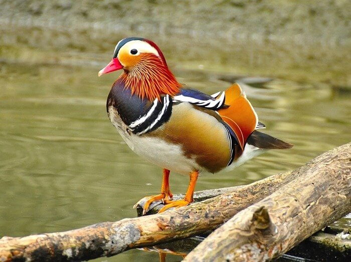 Mandarin duck