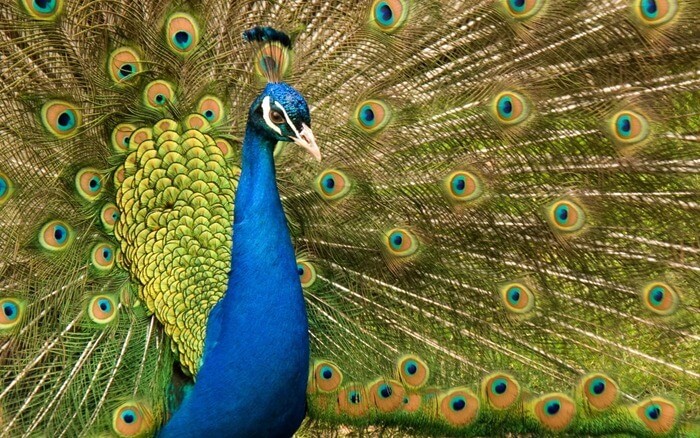 Peacock