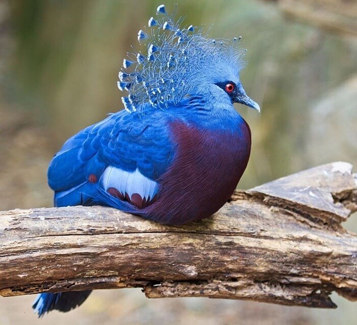 Crowned pigeon