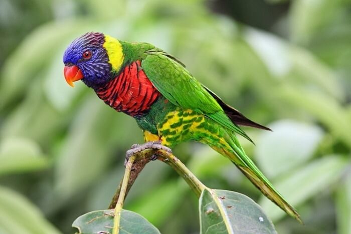 Rainbow lorikeet