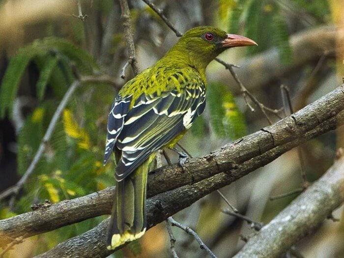 Green-headed Oriole