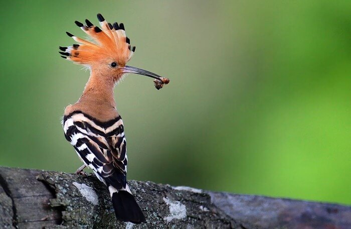 Hoopoe