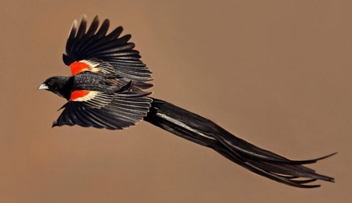 Long-tailed Velvet Weaver