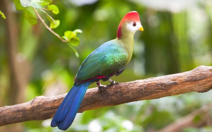 Red-crested turaco