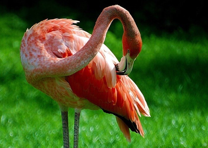 Flamingo