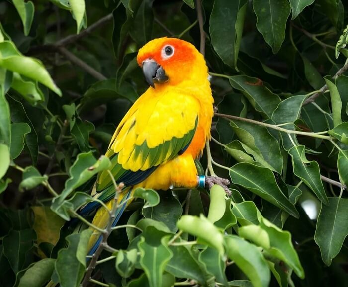 Sun conure